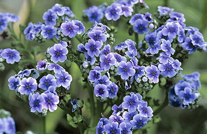 Myosotis des îles Chatham (Myosotidium hortensia)