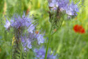 Phacelia tanacetifolia