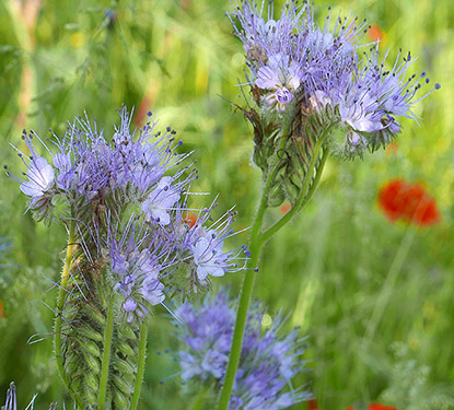 Phacelia tanacetifolia