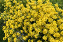 La corbeille d’or (Aurinia saxatilis)