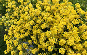 La corbeille d’or (Aurinia saxatilis)