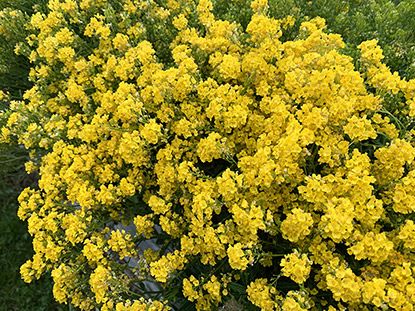 La corbeille d’or (Aurinia saxatilis)