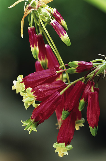 Les clochettes sanguines (Dichelostemma ida-maia)