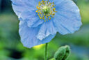 Pavot bleu de l’Himalaya (Meconopsis betonicifolia)