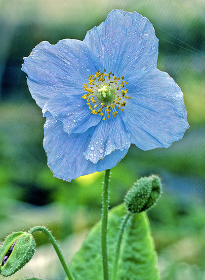 Pavot bleu de l’Himalaya (Meconopsis betonicifolia)