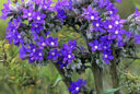 Buglosse du Cap (Anchusa capensis)