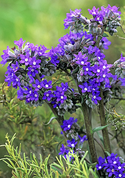 Buglosse du Cap (Anchusa capensis)