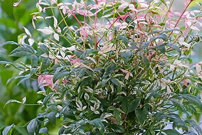 Bambou sacré (Nandina domestica ‘Twilight’)