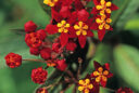 Herbe aux perruches ‘Silky Gold’ (Asclepias curassavica)