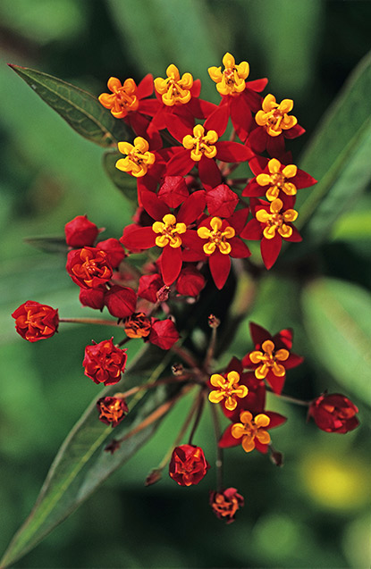 Herbe aux perruches ‘Silky Gold’ (Asclepias curassavica)