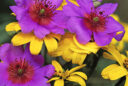 Calandrinia (Cistanthe arenaria)