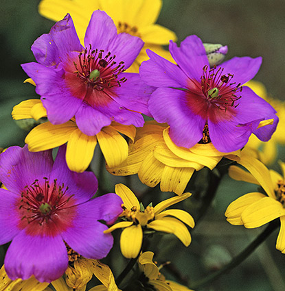 Calandrinia (Cistanthe arenaria)