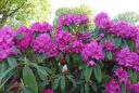 Rhododendron arborescent (Rhododendron arboreum)