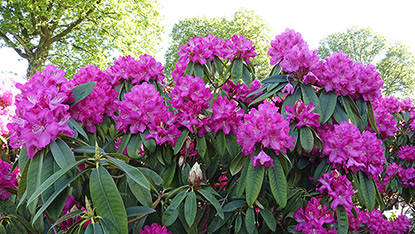 Rhododendron arborescent (Rhododendron arboreum)