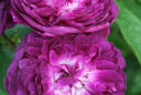 Rosa x gallica 'Cardinal de Richelieu’