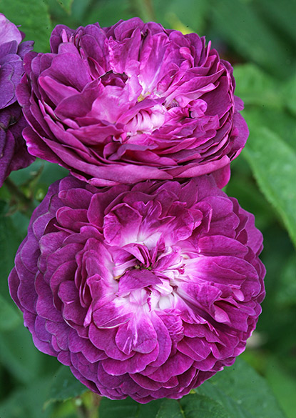 Rosa x gallica 'Cardinal de Richelieu’