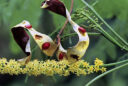 Le bois de Condori ou cardinalier (Adenanthera pavonina)