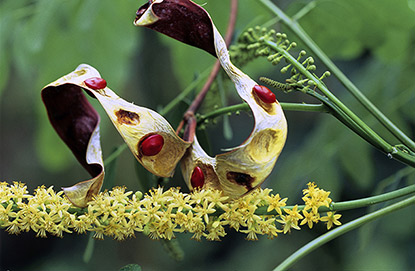 Le bois de Condori ou cardinalier (Adenanthera pavonina)