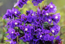 Statice sinué (Limonium sinuatum)