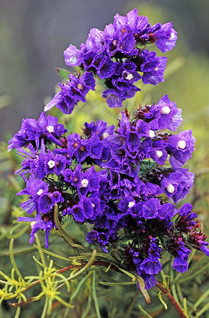 Statice sinué (Limonium sinuatum)