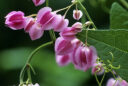 La liane corail (Antigonon leptopus)
