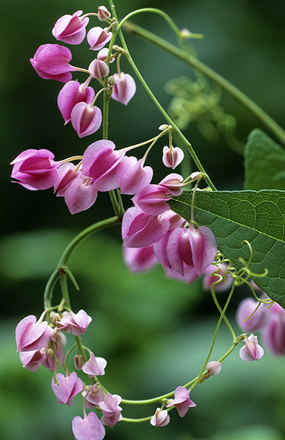 La liane corail (Antigonon leptopus)