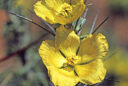 Sarcocaulon ciliatum