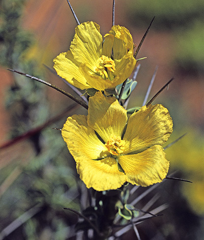 Sarcocaulon ciliatum