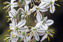 Chlorophytum viscosum
