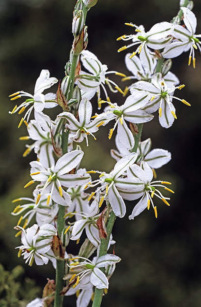 Chlorophytum viscosum