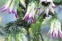 Darwinia meeboldii