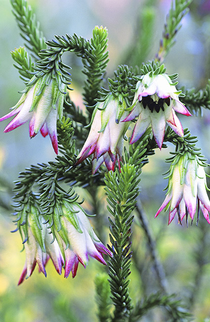 Darwinia meeboldii