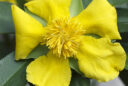 Fleur de pintade dorée (Hibbertia scandens)