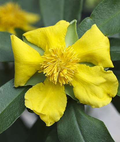 Fleur de pintade dorée (Hibbertia scandens)