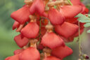 Flamboyant d’Hyères ou glycine écarlate (Sesbania punicea)