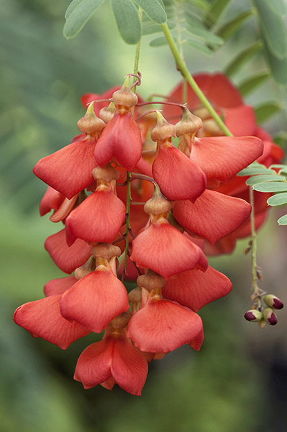 Flamboyant d’Hyères ou glycine écarlate (Sesbania punicea)