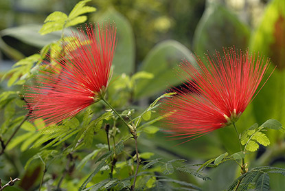 L’arbre aux houppettes (Calliandra tweedii)