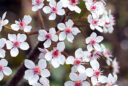 La rhubarbe indienne ou plante ombrelle (Darmera peltata)
