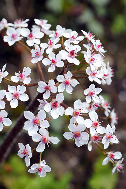 La rhubarbe indienne ou plante ombrelle (Darmera peltata)