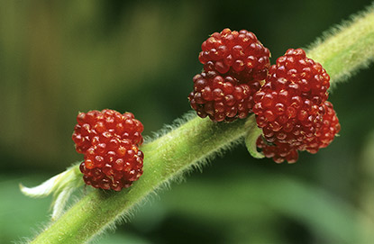 Debregeasia longifolia