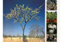 Livre Arbres, arbustes d'Afrique de l'Ouest