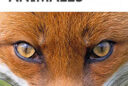 Intelligences animales