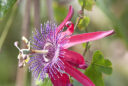 Passiflore ‘Pura Vida 7’