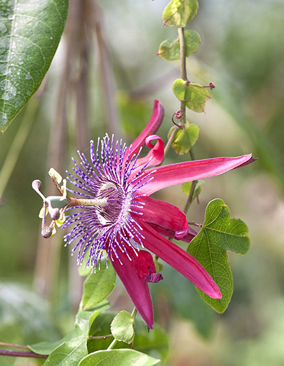 Passiflore ‘Pura Vida 7’