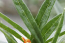 La fleur de la mélancolie (Bonellia macrocarpa subsp. pungens)