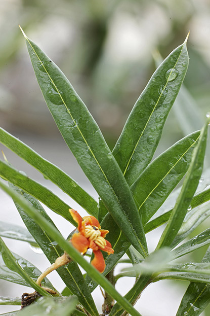 La fleur de la mélancolie (Bonellia macrocarpa subsp. pungens)