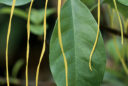 Strophanthus divaricatus
