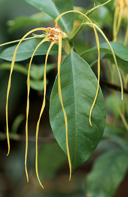 Strophanthus divaricatus