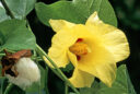 Cotonnier créole (Gossypium barbadense)