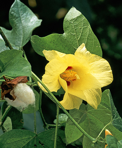 Cotonnier créole (Gossypium barbadense)